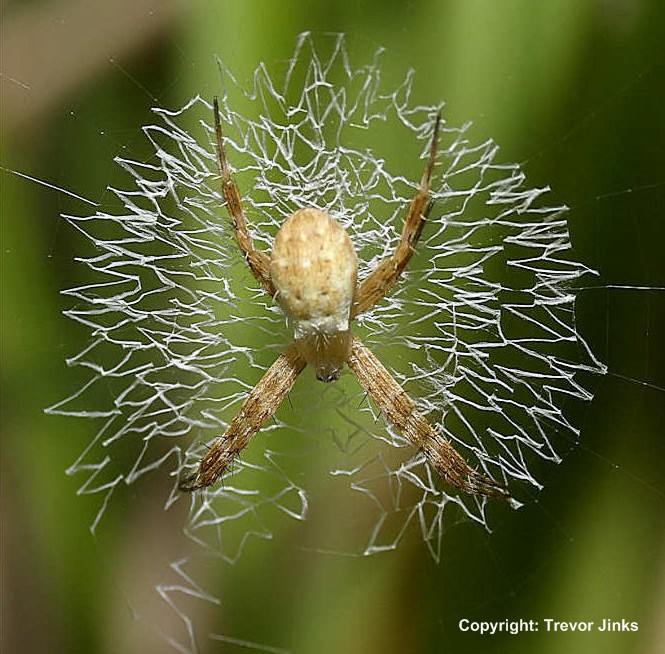Q Pest Spiders