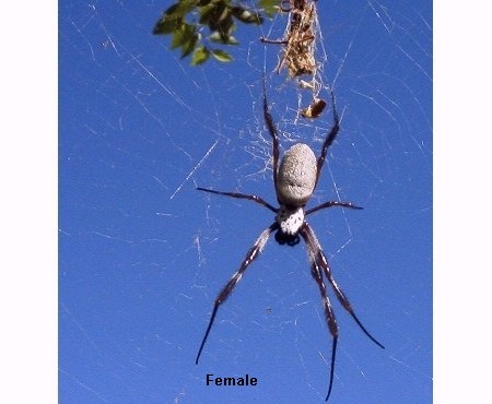 Nephila edulis