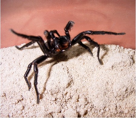 Rearing Spider