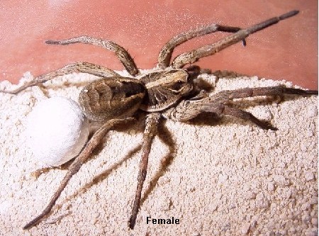 Australian House Spiders Chart