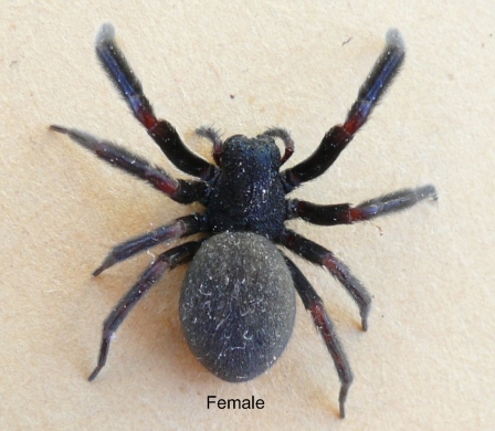 Australian House Spiders Chart