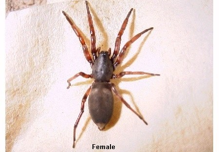white tail spider bite pictures. White-tailed spider