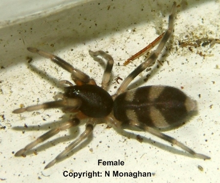 white tail spider bites pictures. White-tailed spider
