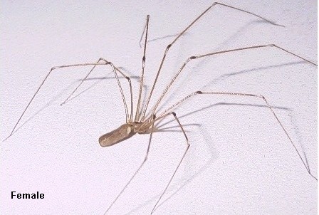 The Find-a-spider Guide - Daddy long-legs