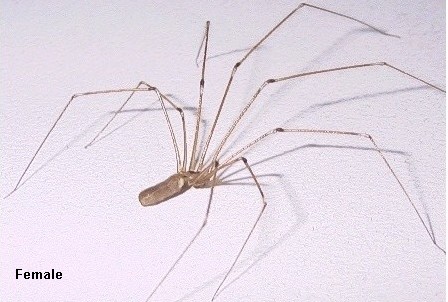 Pholcus phalangioides