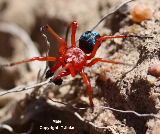 red spider australia jordan