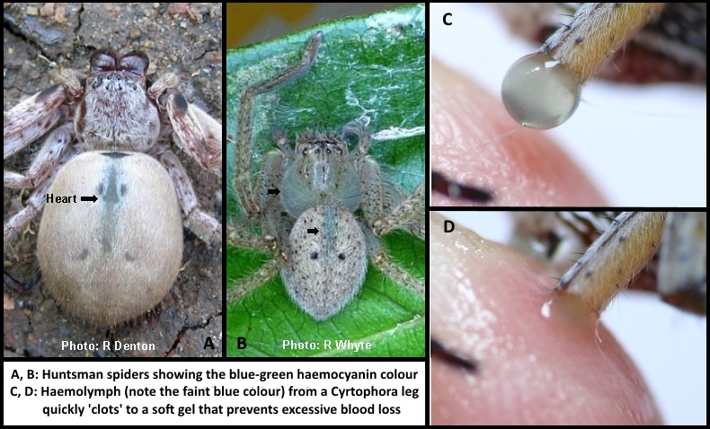 The Find-a-spider Guide - Spider Info The Find-a-spider Guide - Spider Info