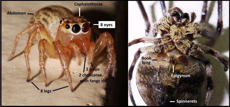 spider book lungs