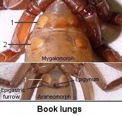 spider book lungs